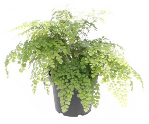 Fragrans Maidenhair - Adiantum Raddianum Fragrans